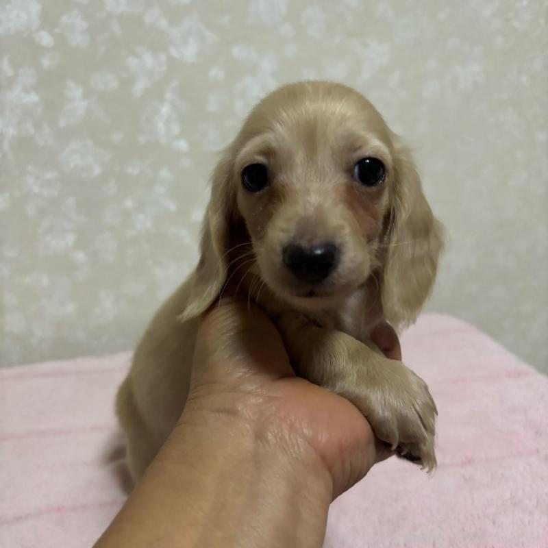 販売中の大分県のカニンヘンダックスフンド(ロングヘアード)-423845の1枚目