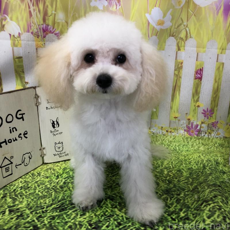 販売中の愛知県のタイニープードル-423849の5枚目