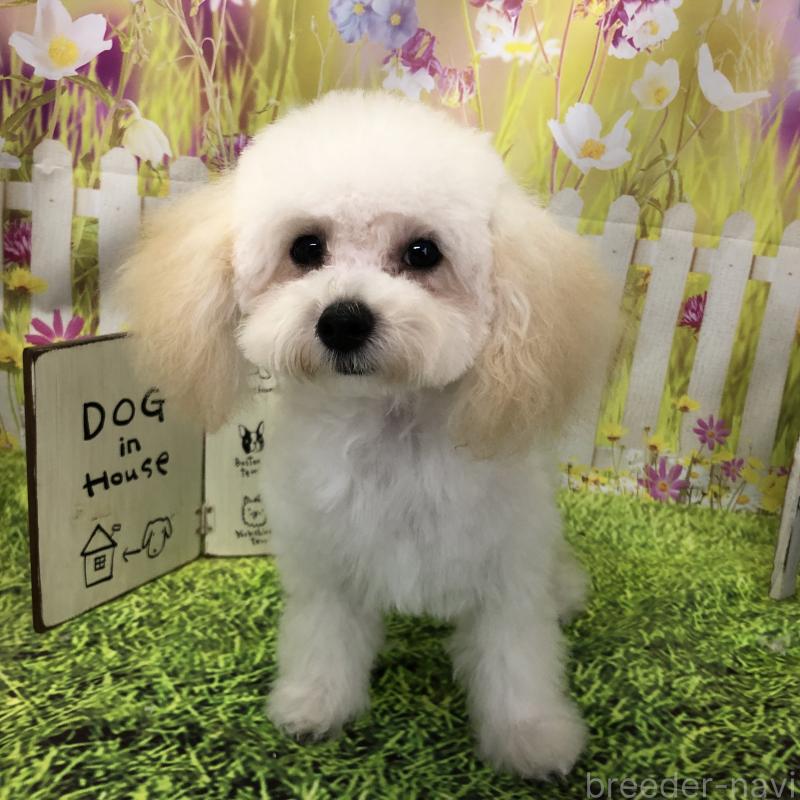 販売中の愛知県のタイニープードル-423849の4枚目