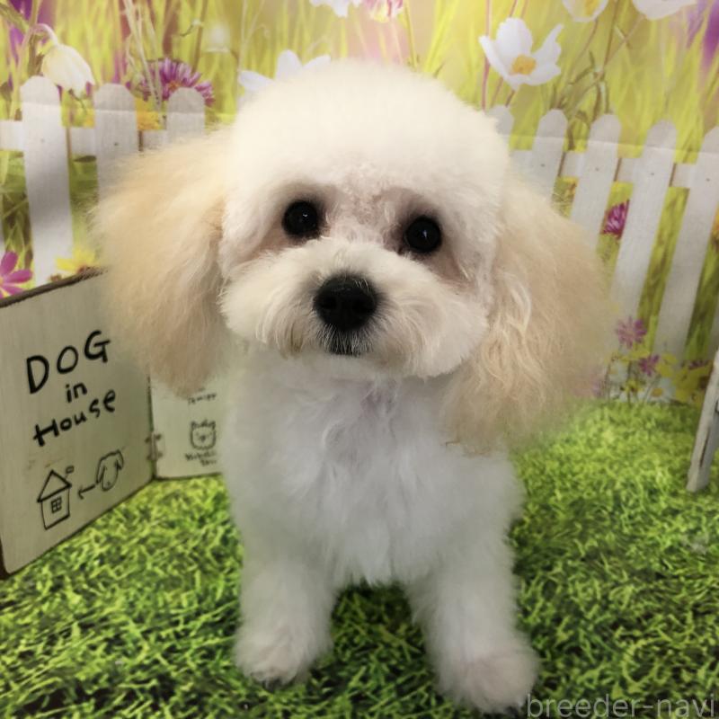 販売中の愛知県のタイニープードル-423849の3枚目