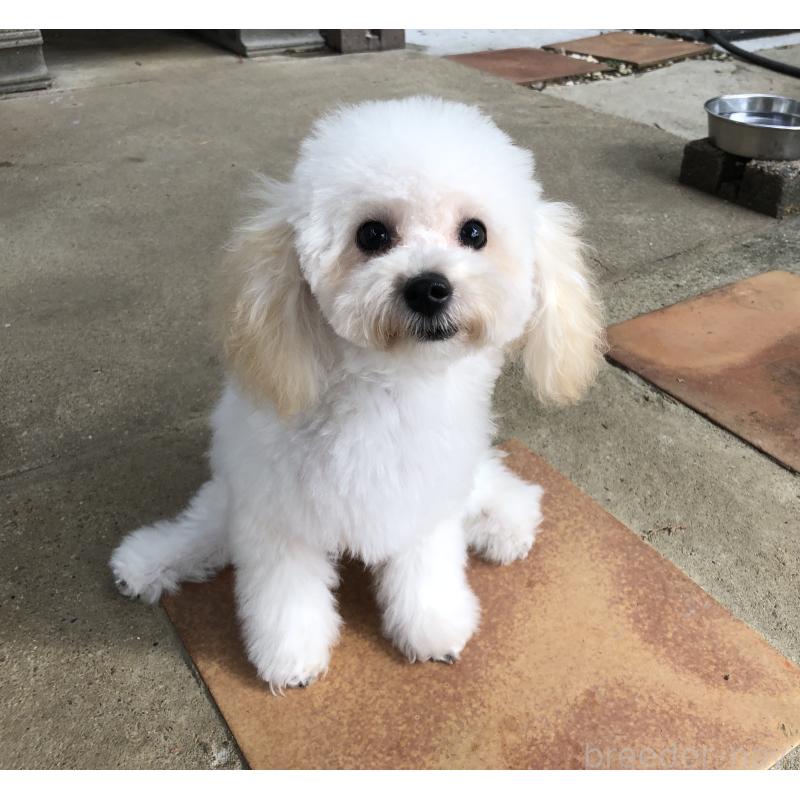 販売中の愛知県のタイニープードル-423849の2枚目