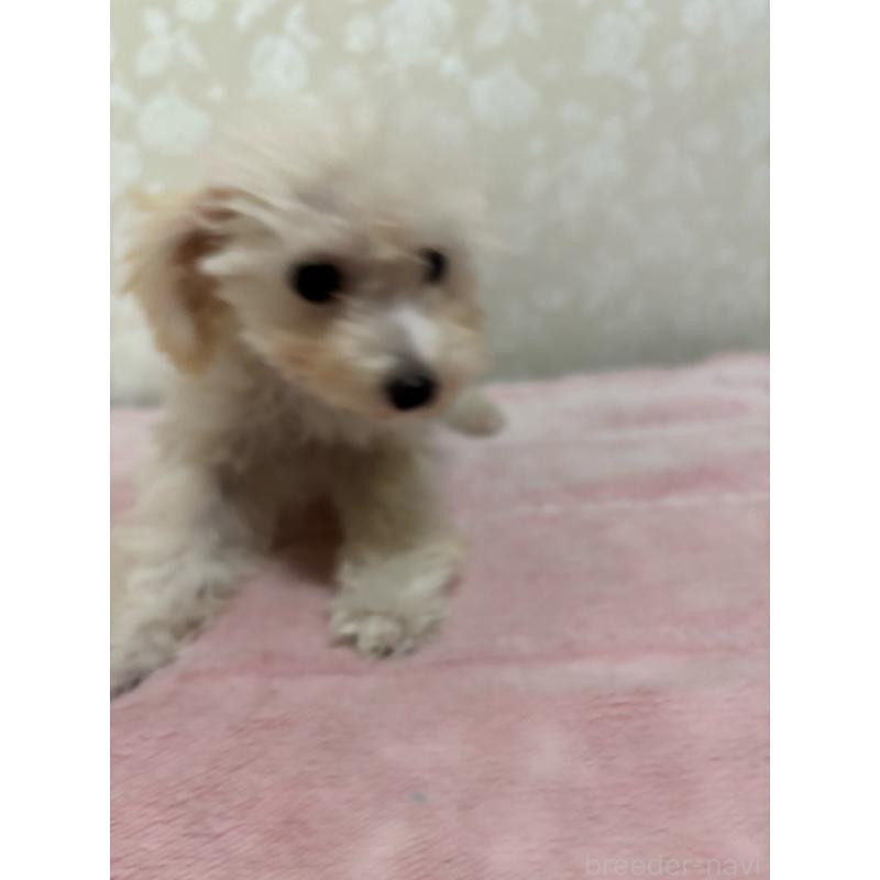 販売中の大分県のトイプードル-408800の12枚目