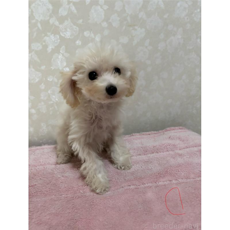 販売中の大分県のトイプードル-408800の11枚目