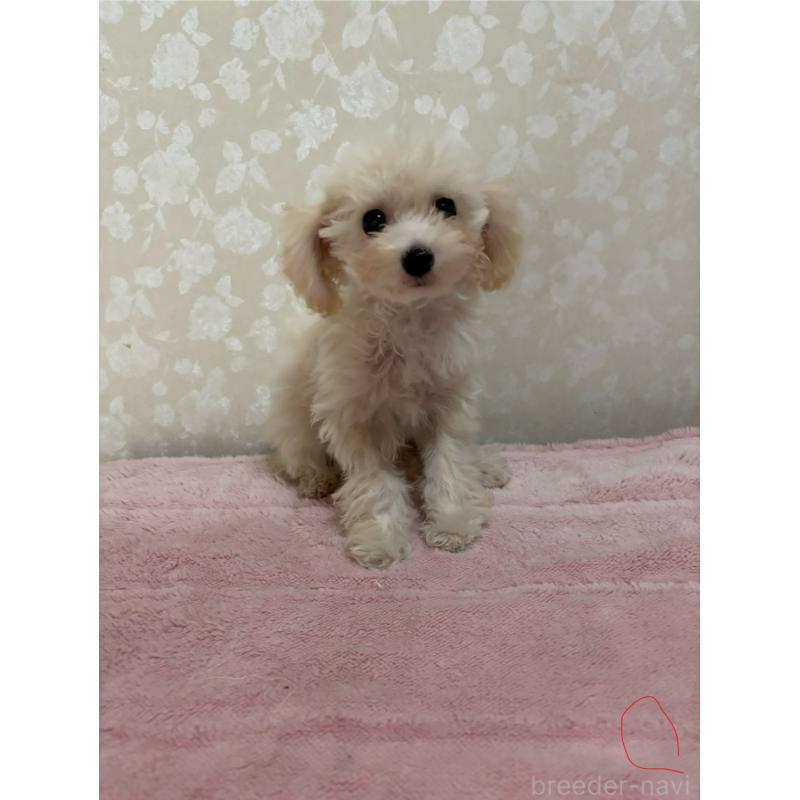 販売中の大分県のトイプードル-408800の9枚目