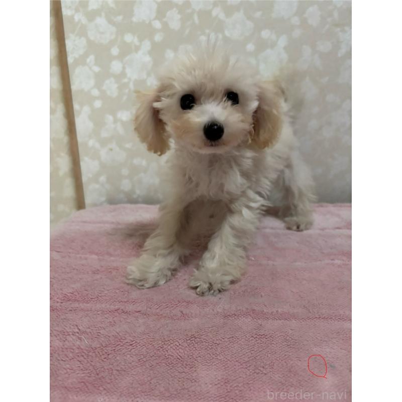 販売中の大分県のトイプードル-408800の8枚目