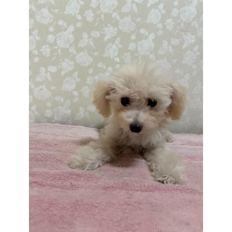 販売中の大分県のトイプードル-408800の4枚目