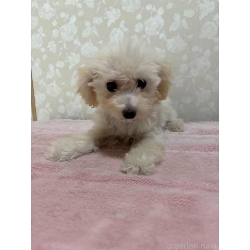 販売中の大分県のトイプードル-408800の3枚目