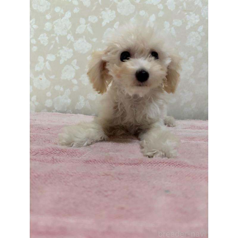 販売中の大分県のトイプードル-408800の2枚目