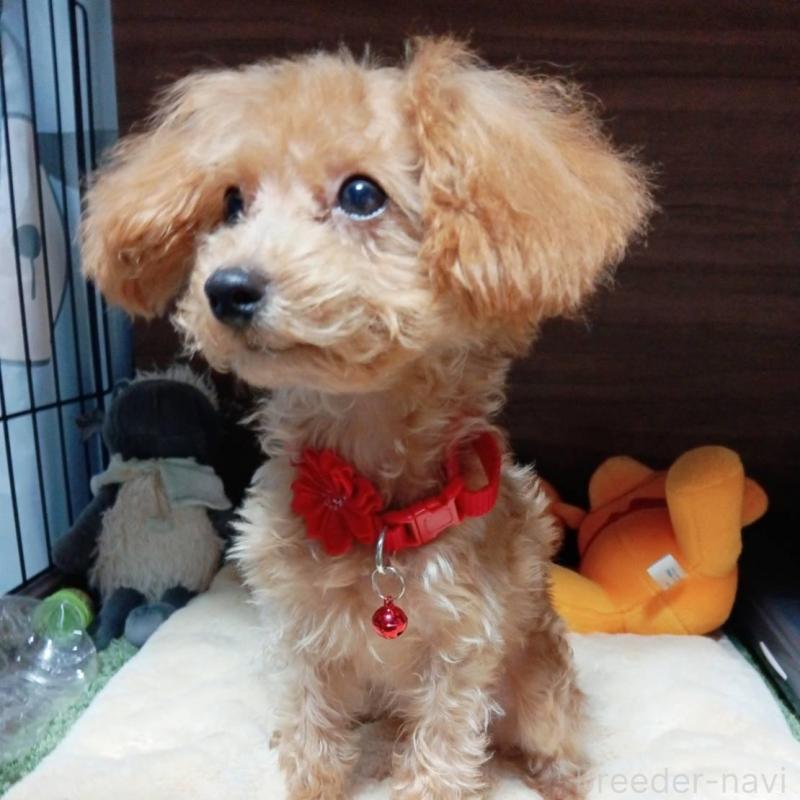 成約済の愛媛県のタイニープードル-405937の1枚目