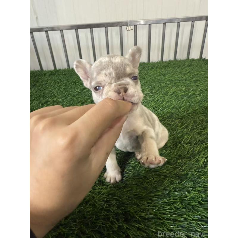 販売中の茨城県のフレンチブルドッグ-423847の5枚目