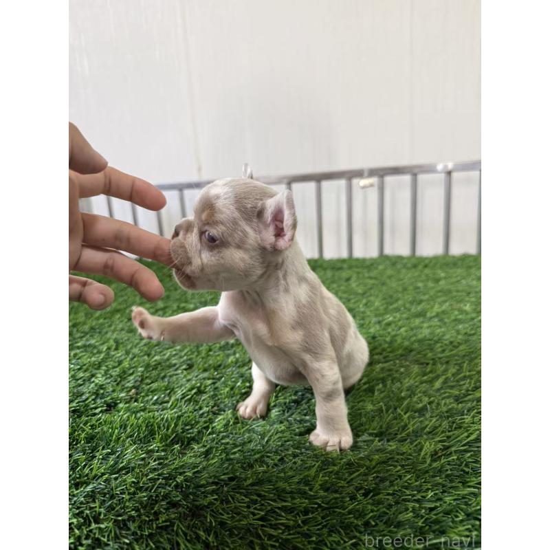 販売中の茨城県のフレンチブルドッグ-423847の4枚目