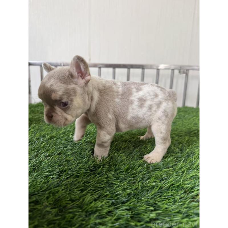 販売中の茨城県のフレンチブルドッグ-423847の3枚目