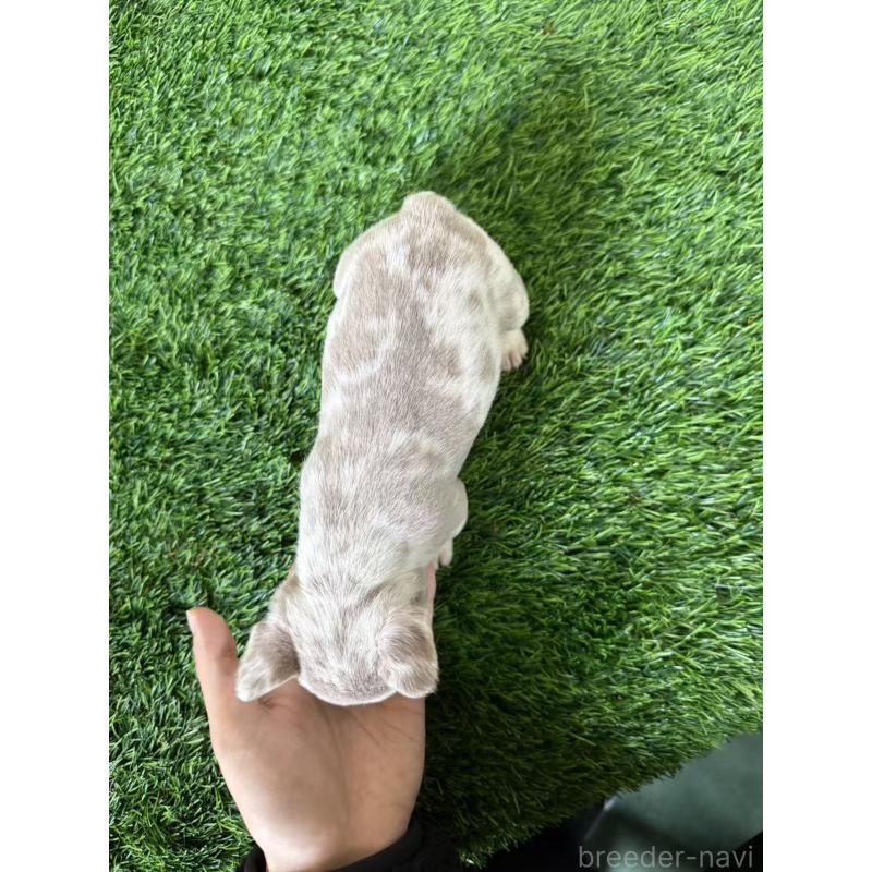 販売中の茨城県のフレンチブルドッグ-423847の2枚目