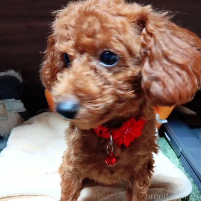 販売中の愛媛県のタイニープードル-405939の1枚目