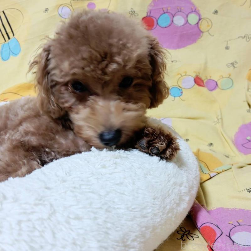 販売中の愛媛県のタイニープードル-367424