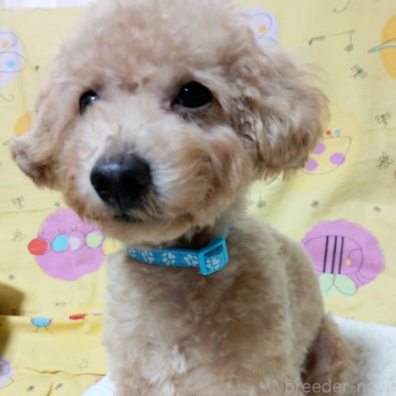 販売中の愛媛県のタイニープードル-367421