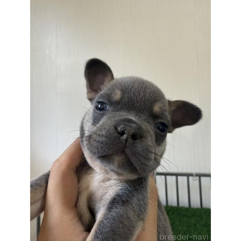 販売中の茨城県のフレンチブルドッグ-423848の5枚目