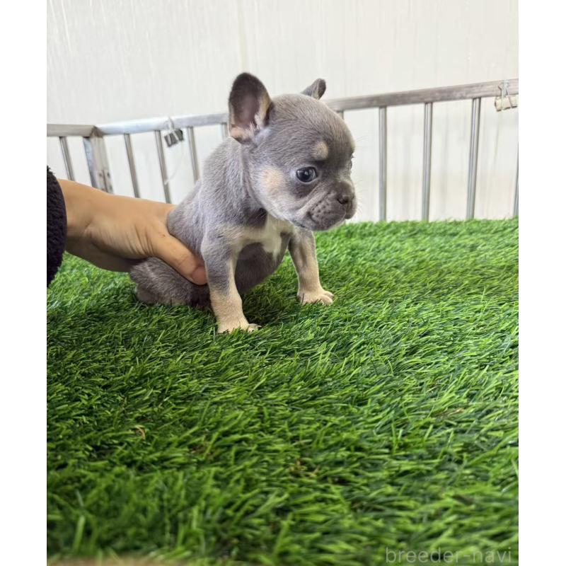 販売中の茨城県のフレンチブルドッグ-423848の4枚目
