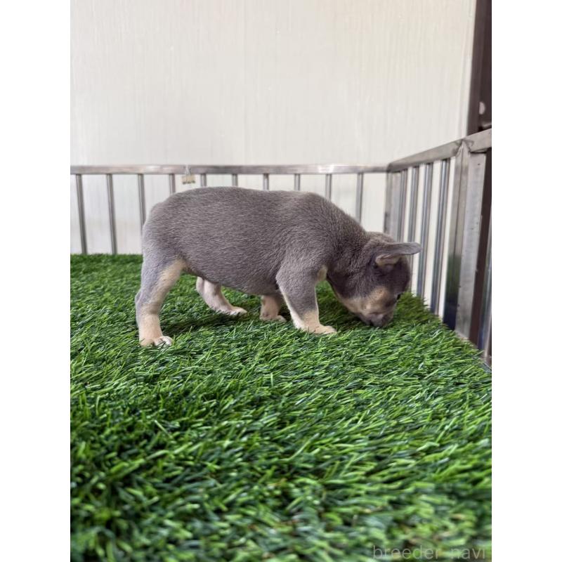 販売中の茨城県のフレンチブルドッグ-423848の3枚目