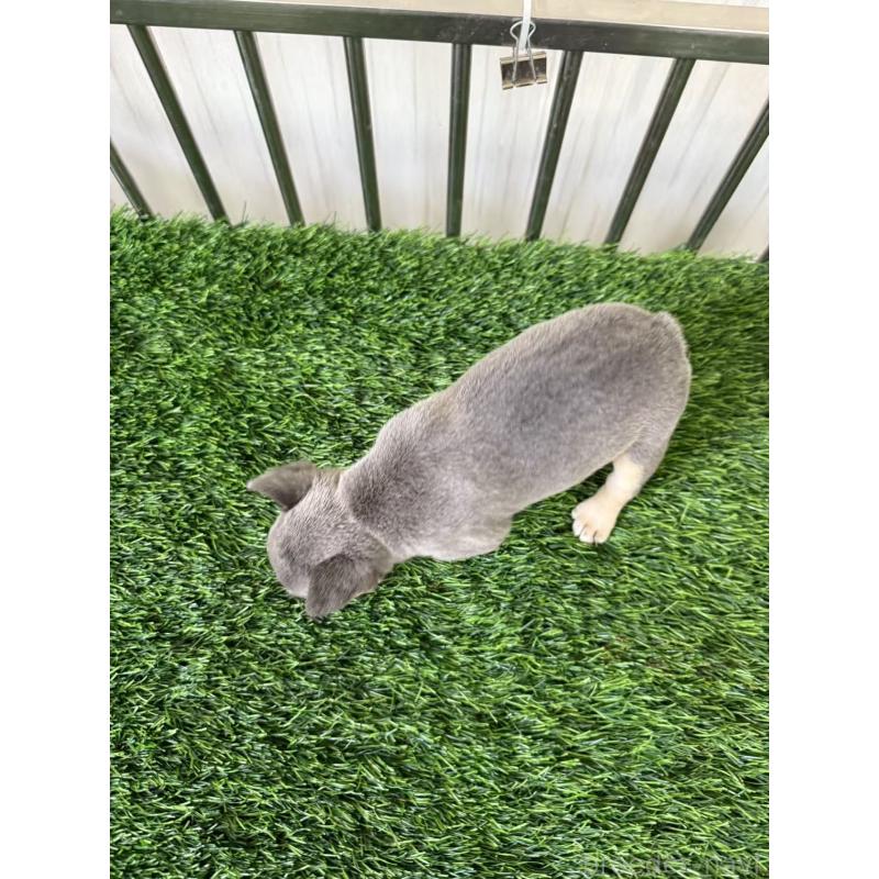 販売中の茨城県のフレンチブルドッグ-423848の2枚目