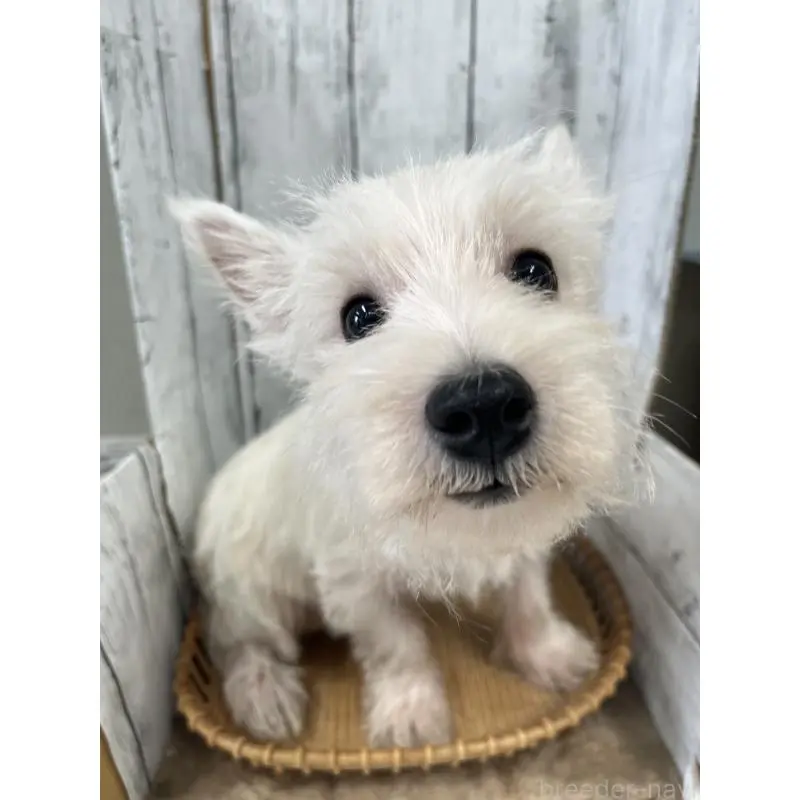 販売中の山梨県のウエストハイランドホワイトテリア(ウエスティ)-423852の9枚目