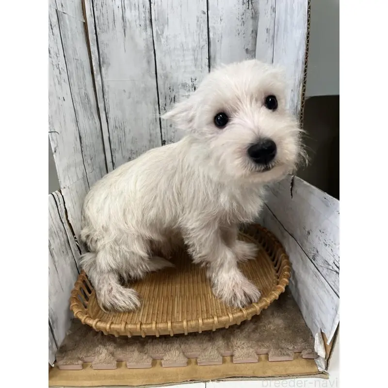 販売中の山梨県のウエストハイランドホワイトテリア(ウエスティ)-423852の8枚目