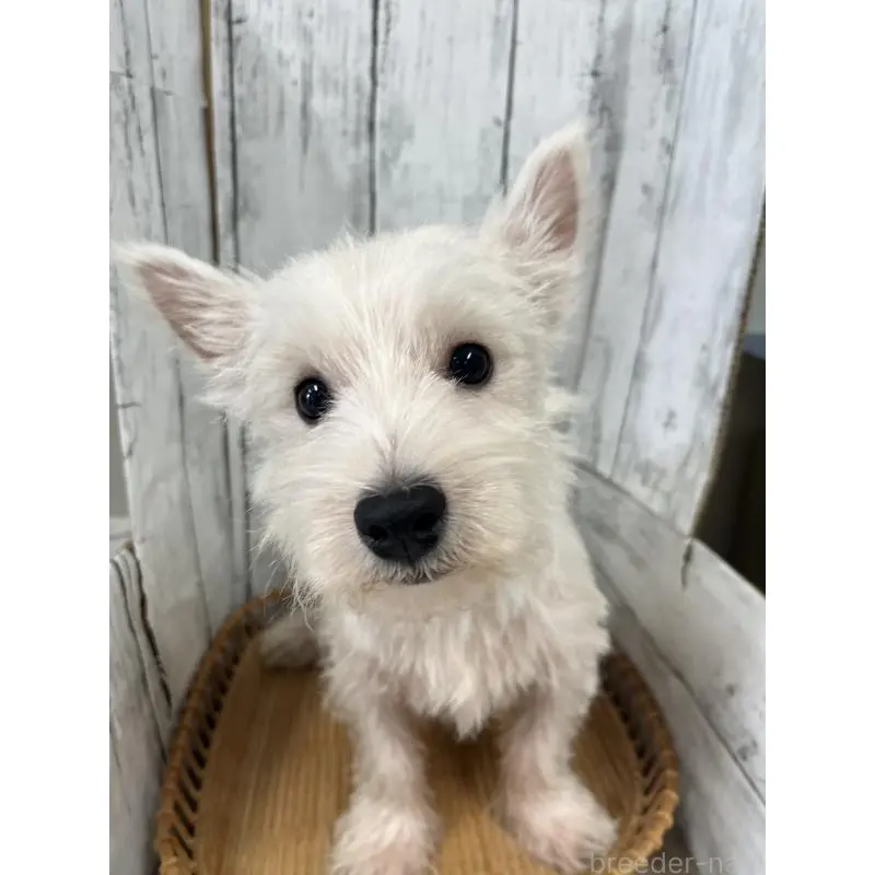 販売中の山梨県のウエストハイランドホワイトテリア(ウエスティ)-423852の7枚目