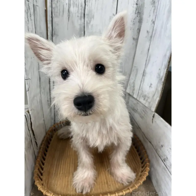 販売中の山梨県のウエストハイランドホワイトテリア(ウエスティ)-423852の6枚目