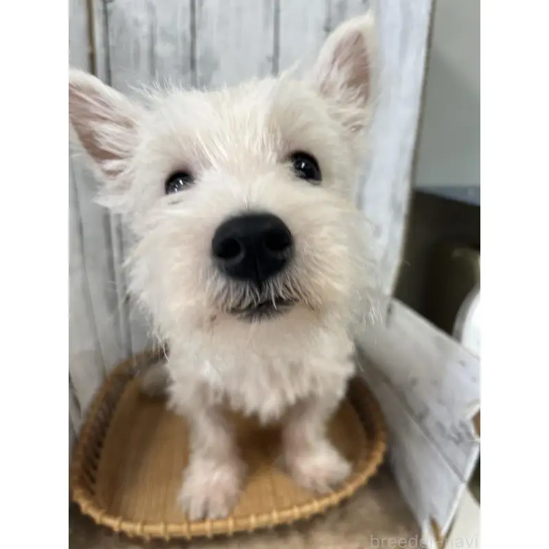 販売中の山梨県のウエストハイランドホワイトテリア(ウエスティ)-423852の5枚目