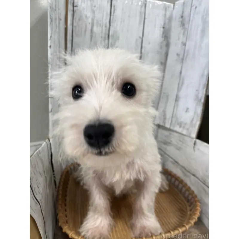 販売中の山梨県のウエストハイランドホワイトテリア(ウエスティ)-423852の4枚目