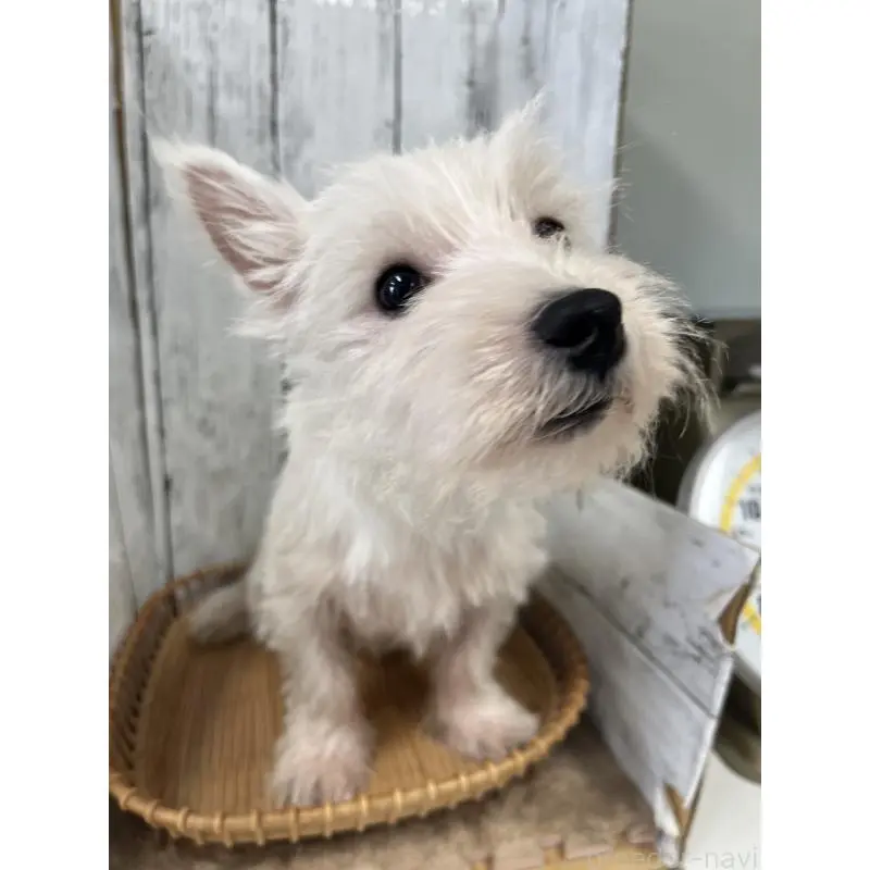 販売中の山梨県のウエストハイランドホワイトテリア(ウエスティ)-423852の3枚目