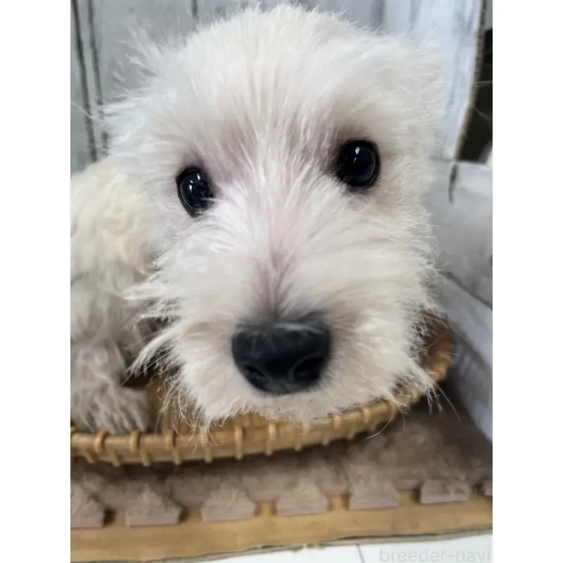 販売中の山梨県のウエストハイランドホワイトテリア(ウエスティ)-423852の2枚目