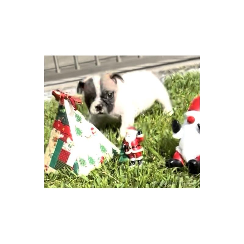 販売中の沖縄県のフレンチブルドッグ-423850の5枚目