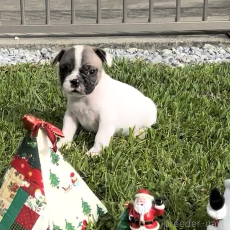 販売中の沖縄県のフレンチブルドッグ-423850の4枚目