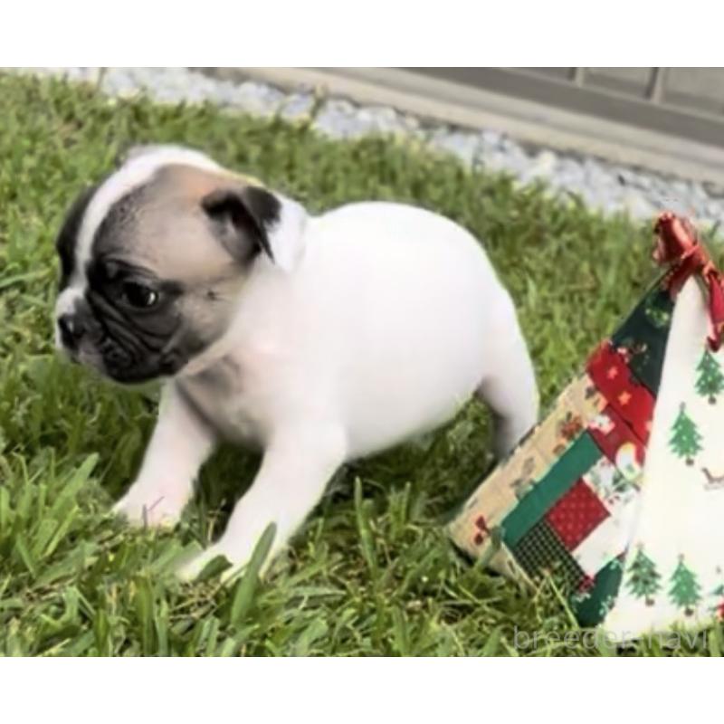 販売中の沖縄県のフレンチブルドッグ-423850の3枚目