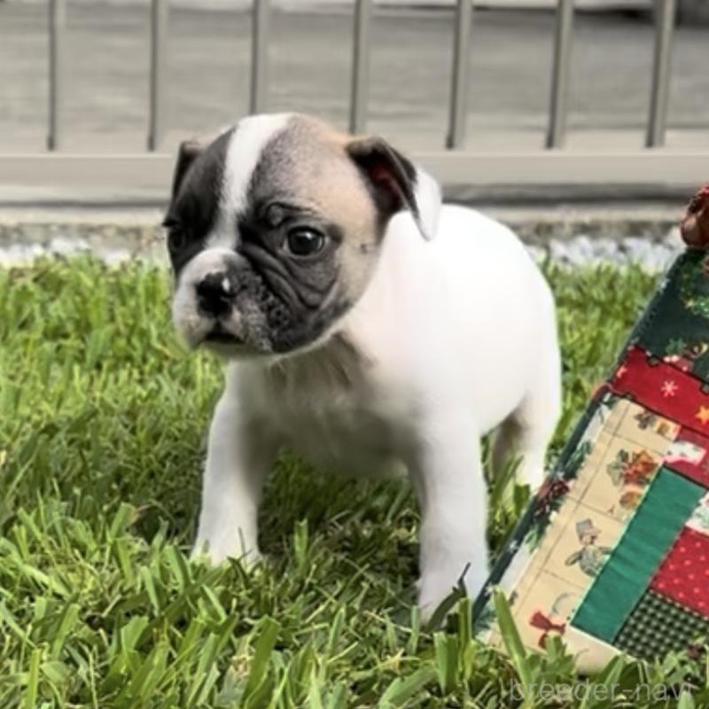 販売中の沖縄県のフレンチブルドッグ-423850の1枚目