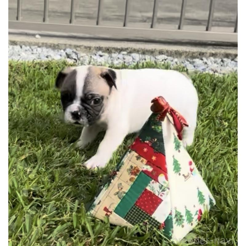 販売中の沖縄県のフレンチブルドッグ-423850の2枚目