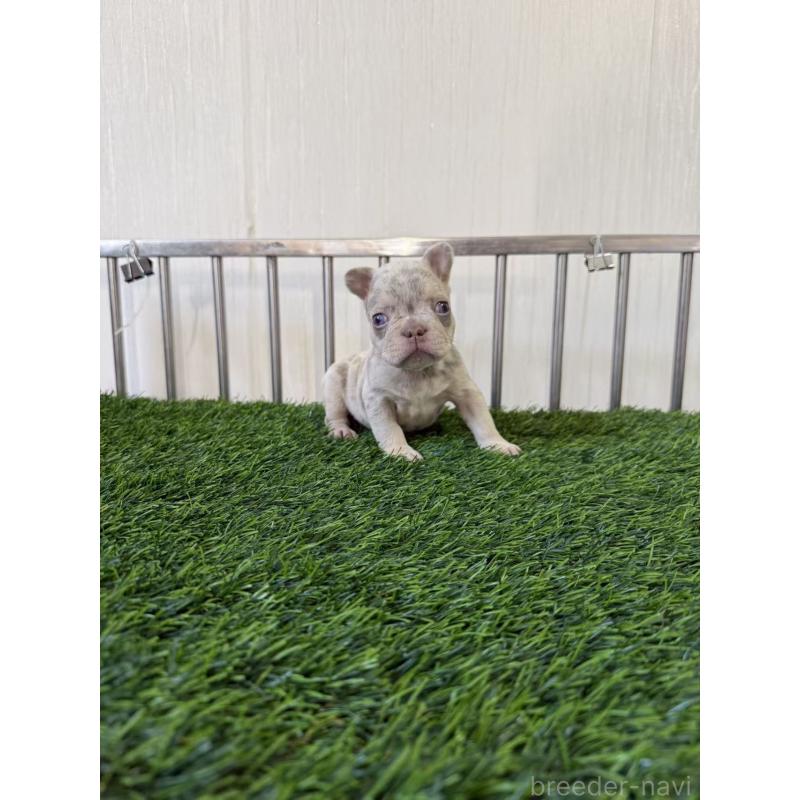販売中の茨城県のフレンチブルドッグ-423851の4枚目