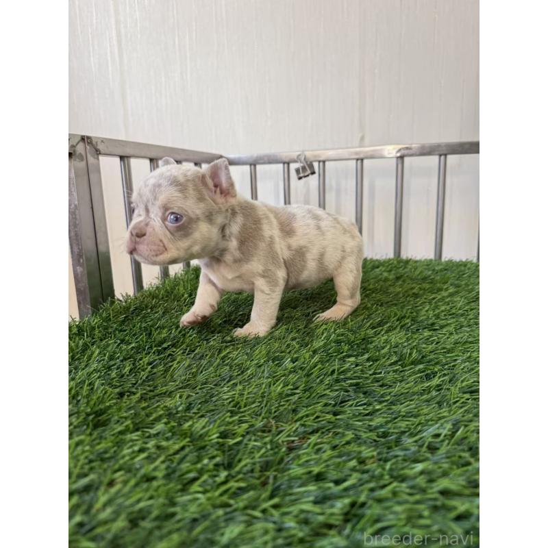 販売中の茨城県のフレンチブルドッグ-423851の3枚目