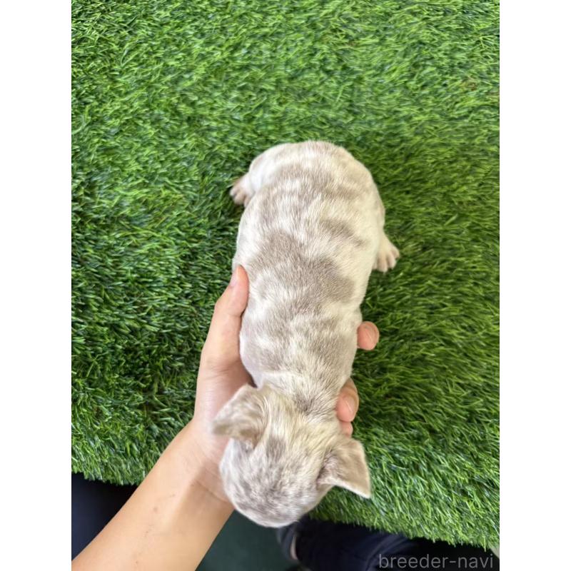 販売中の茨城県のフレンチブルドッグ-423851の2枚目