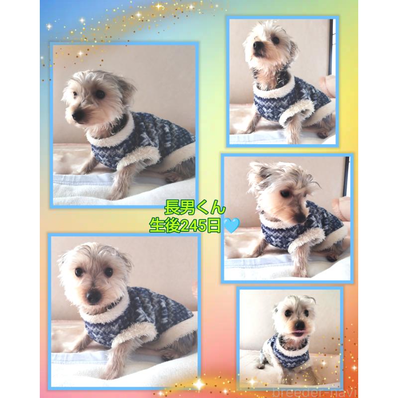 成約済の千葉県のヨークシャーテリア-375849の4枚目