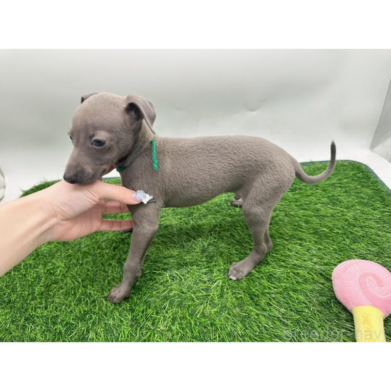 商談中の愛知県のイタリアングレーハウンド(イタグレ)-420537の12枚目