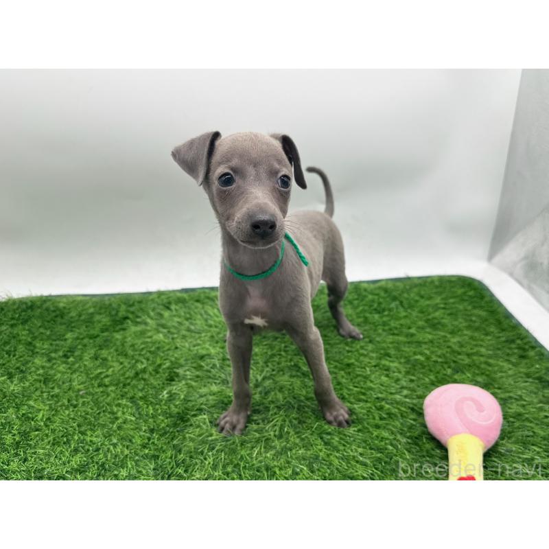 商談中の愛知県のイタリアングレーハウンド(イタグレ)-420537の9枚目