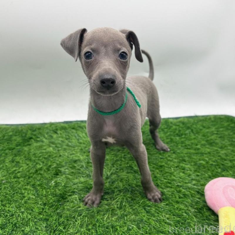 販売中の愛知県のイタリアングレーハウンド(イタグレ)-420537