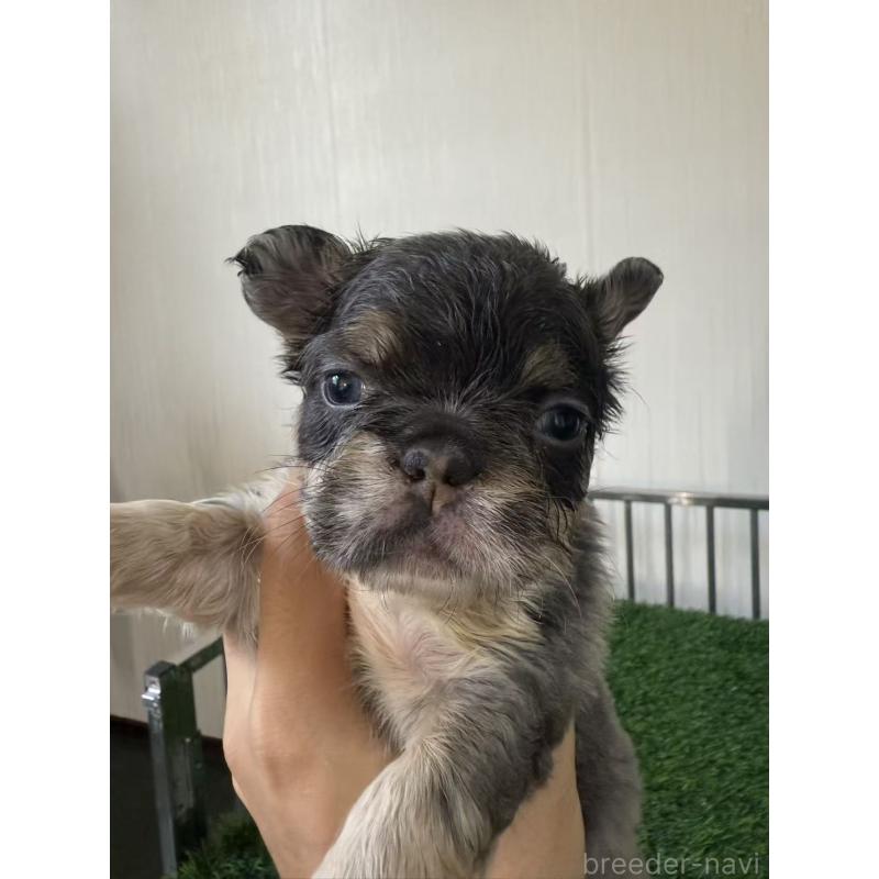 販売中の茨城県のフレンチブルドッグ-423853の5枚目