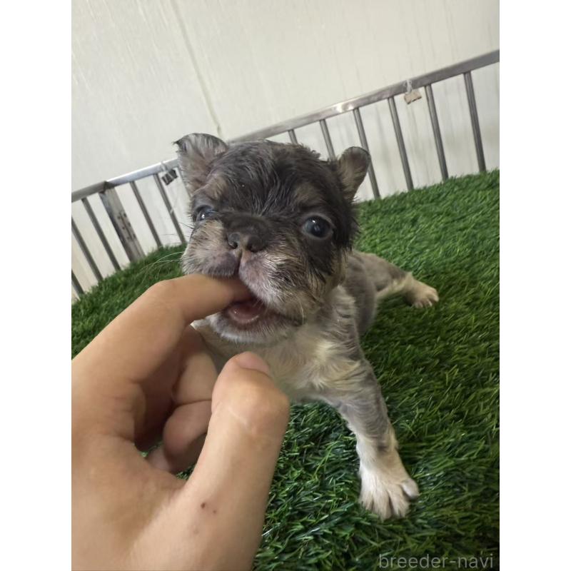 販売中の茨城県のフレンチブルドッグ-423853の4枚目