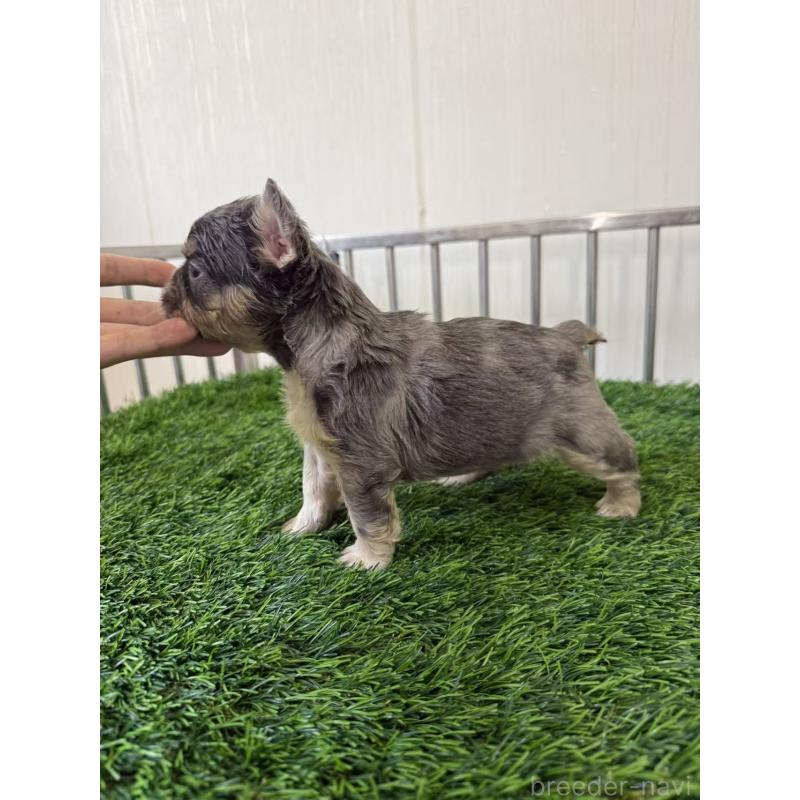 販売中の茨城県のフレンチブルドッグ-423853の3枚目