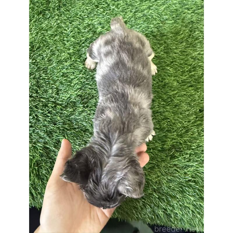 販売中の茨城県のフレンチブルドッグ-423853の2枚目