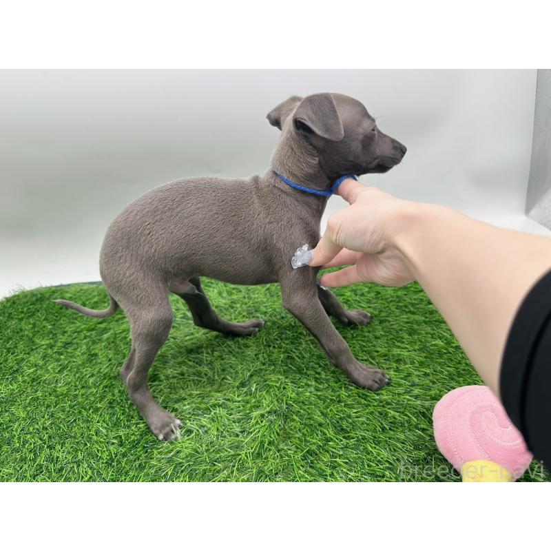 成約済の愛知県のイタリアングレーハウンド(イタグレ)-420535の3枚目