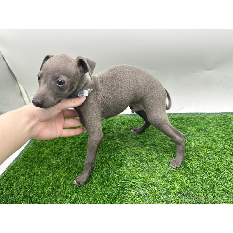 成約済の愛知県のイタリアングレーハウンド(イタグレ)-420535の4枚目